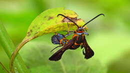 Image of Texana Clearwing Moth