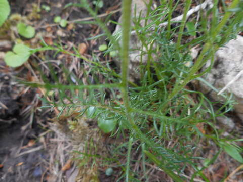 Слика од Achillea oxyloba (DC.) Sch. Bip.