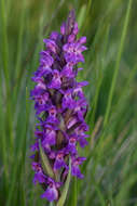 Image of Dactylorhiza elata subsp. sesquipedalis (Willd.) Soó