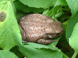 Image of Common Toad