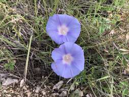 Слика од Ipomoea lindheimeri A. Gray