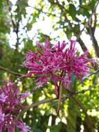 Sivun Fuchsia paniculata Lindl. kuva