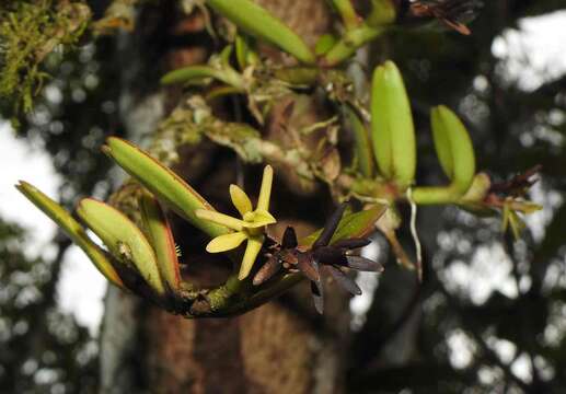 Слика од Epidendrum sculptum Rchb. fil.