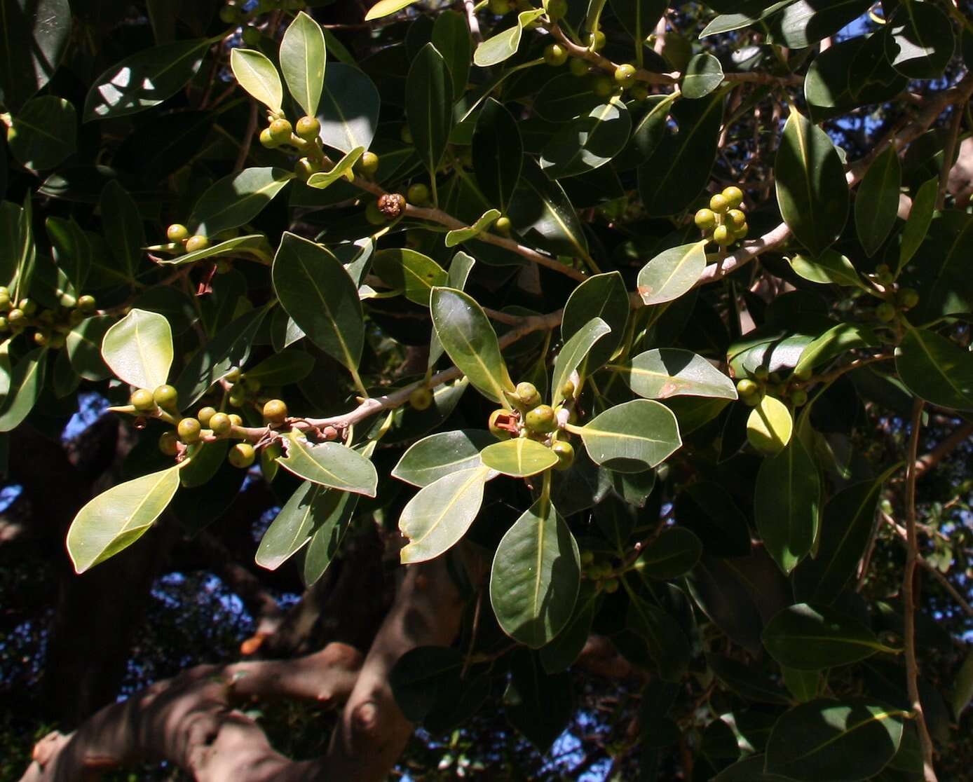 Ficus obliqua G. Forster的圖片