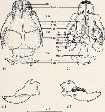 Image of Greater Bandicoot Rat