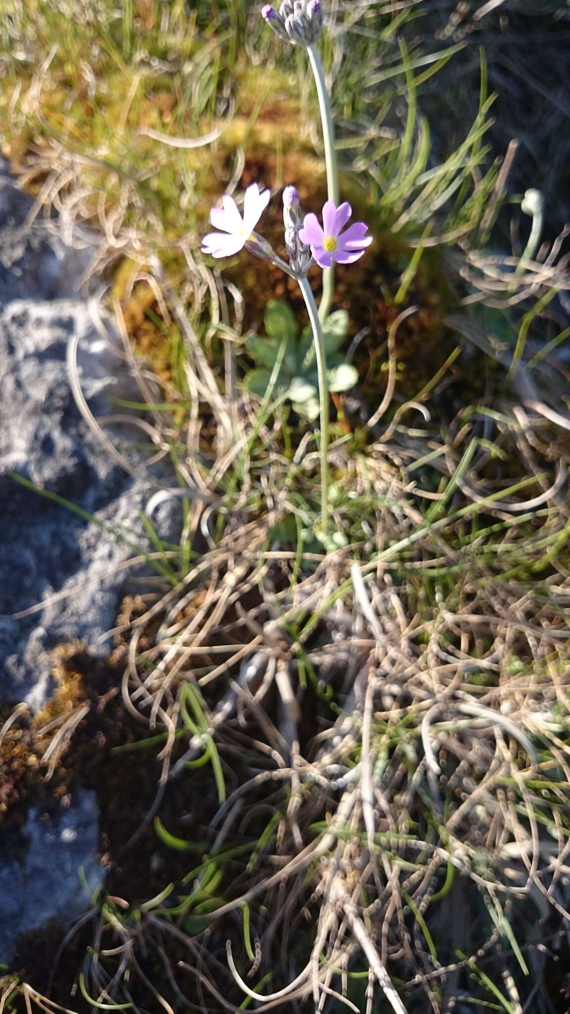 Plancia ëd Primula farinosa L.