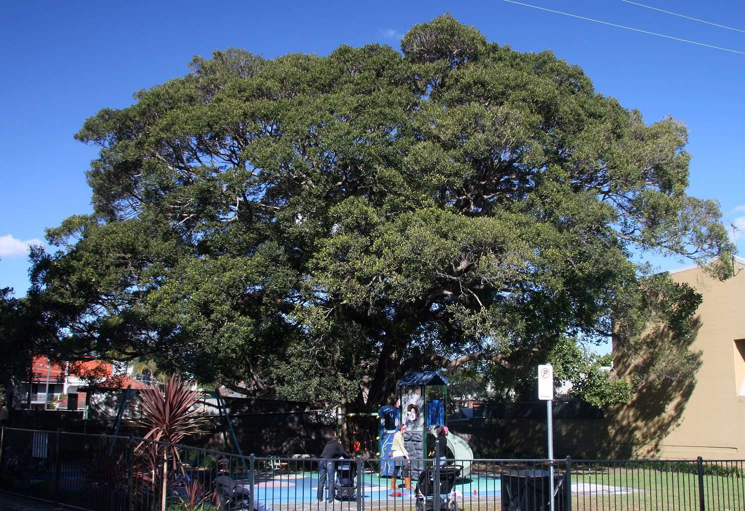 Ficus obliqua G. Forster的圖片