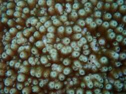 Image of Starflower coral