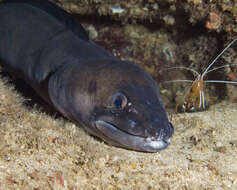 Image of Ash-colored conger eel