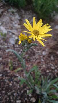 صورة Packera loratifolia (Greenm.) W. A. Weber & Á. Löve