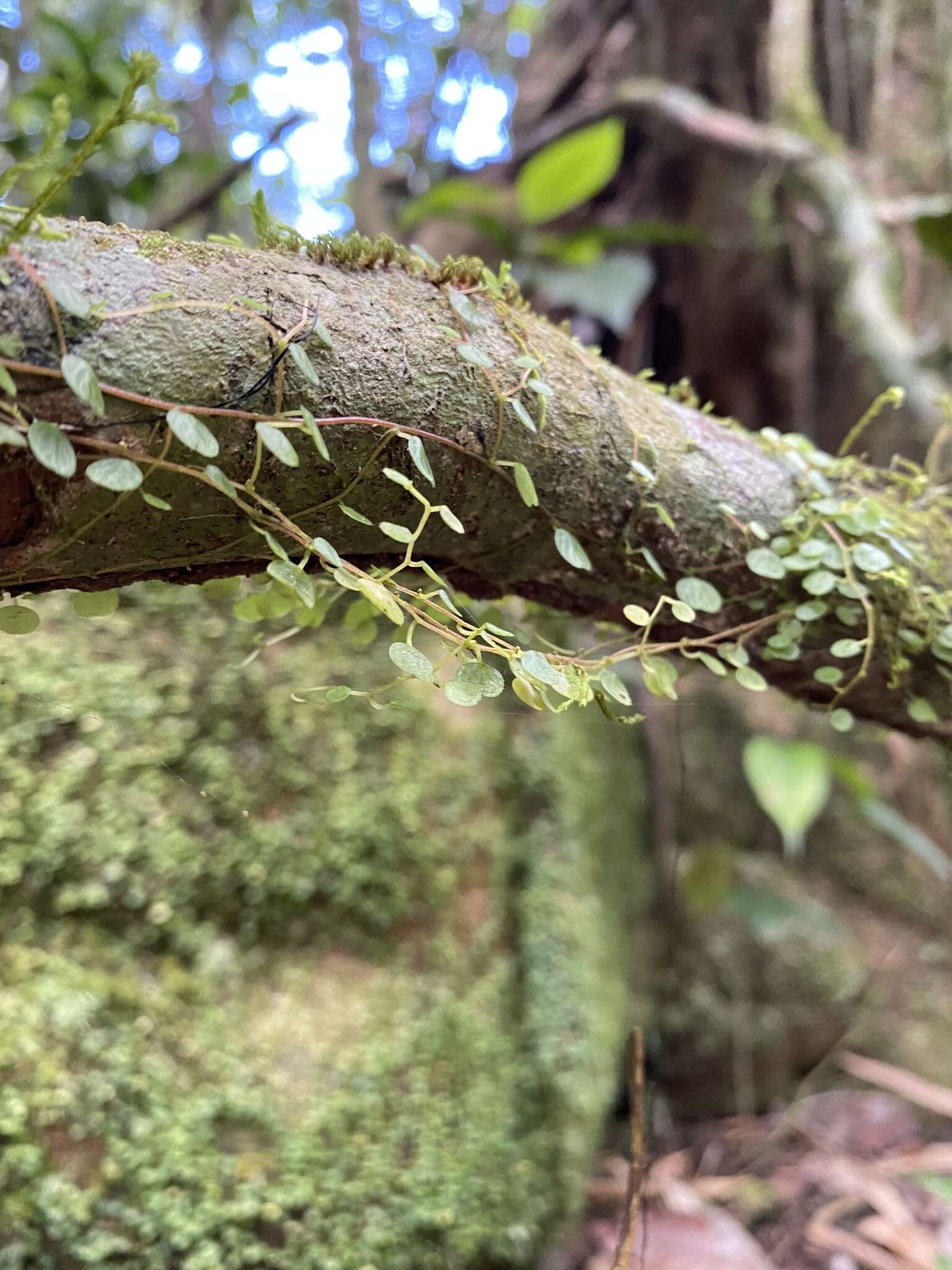 Image of Guadeloupe peperomia