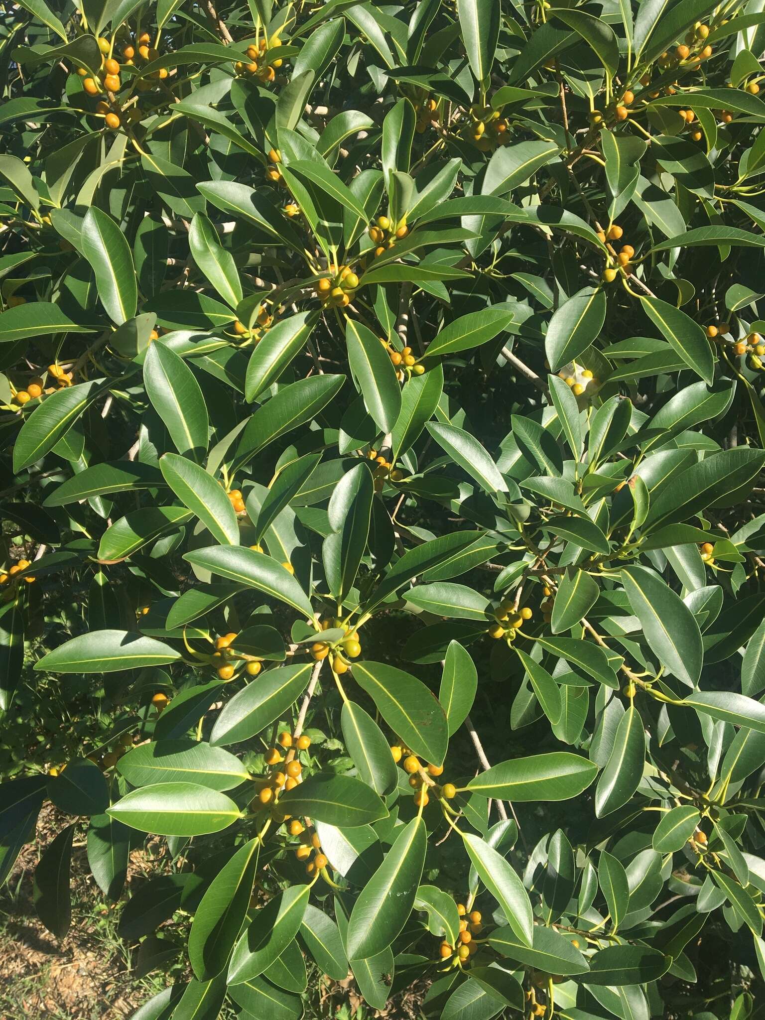 Ficus obliqua G. Forster的圖片