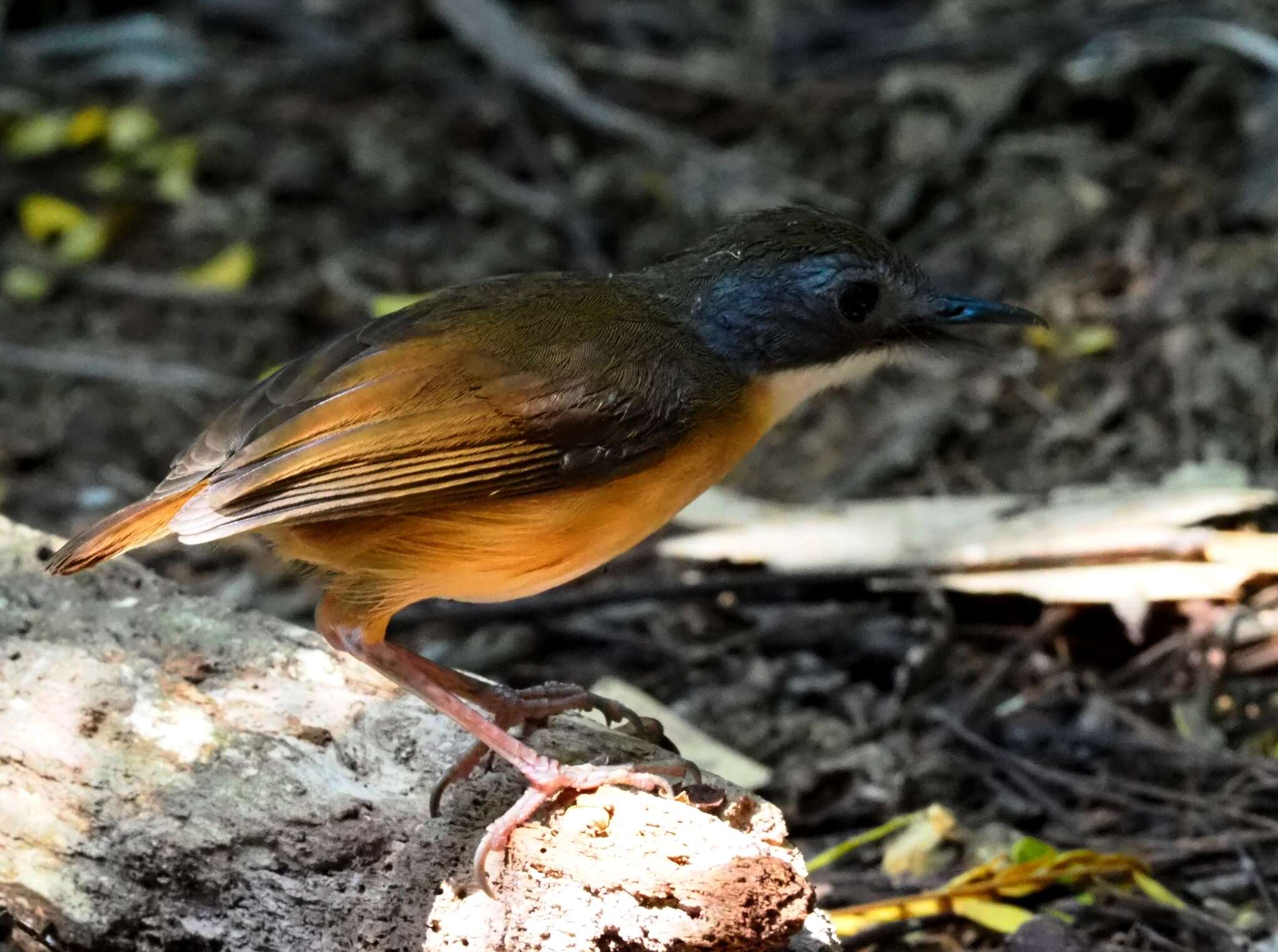 Image of Short-tailed Babbler