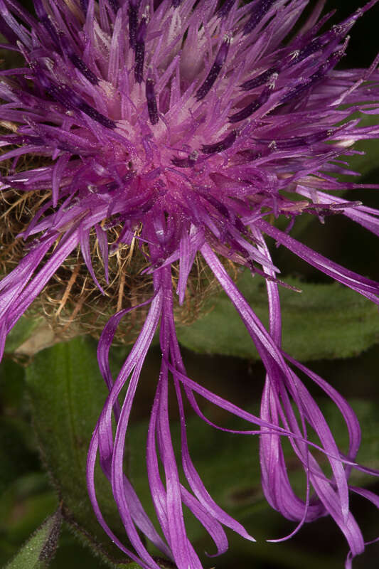 Centaurea nervosa Willd. resmi