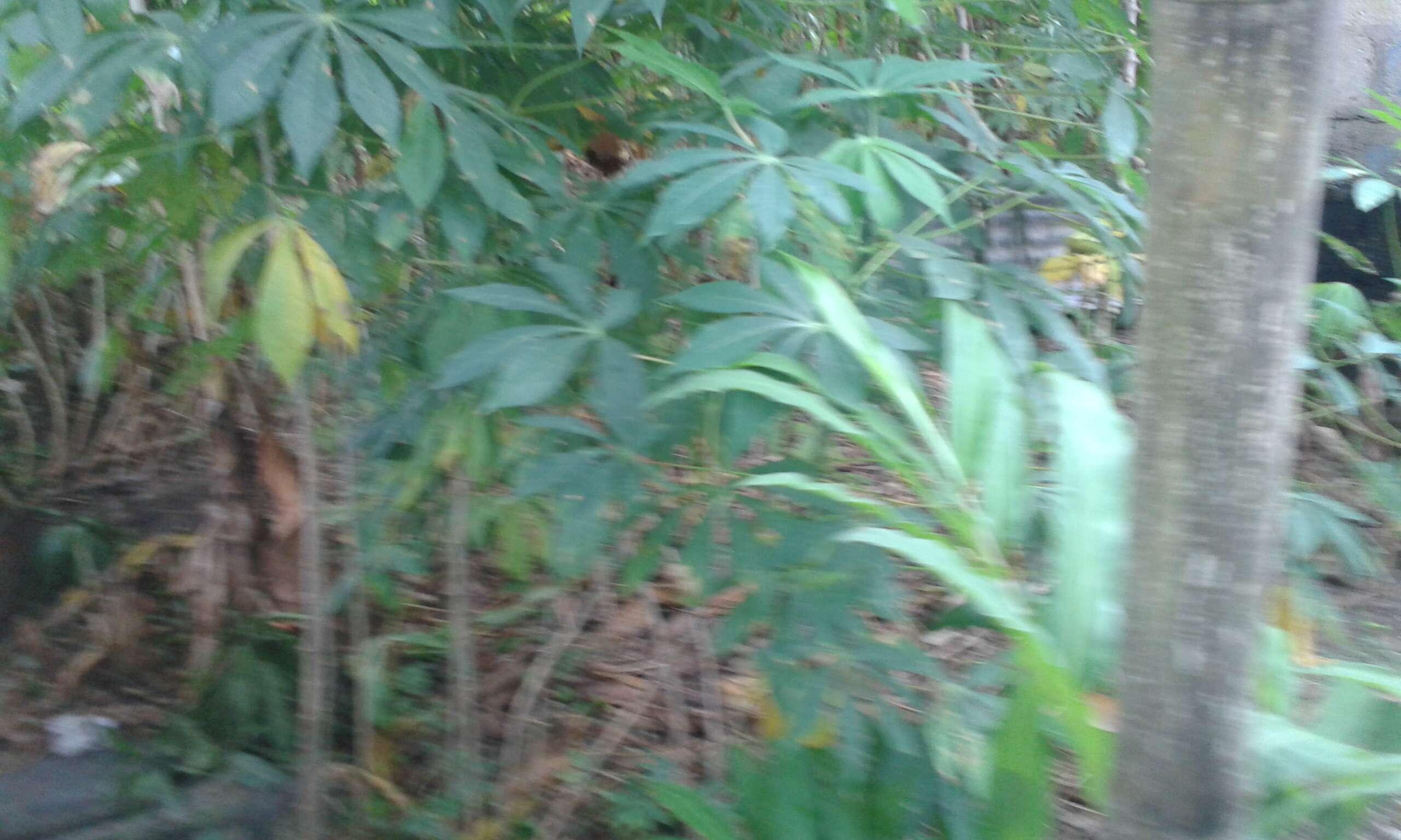 Image of cassava