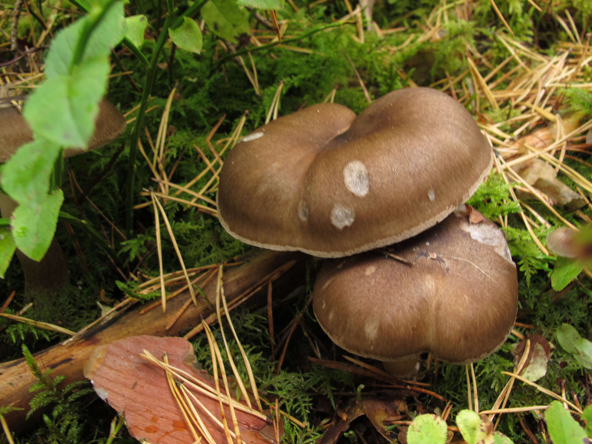 Image de Hygrophore à lamelles arquées