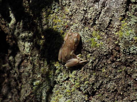 Image of Pine Woods Treefrog