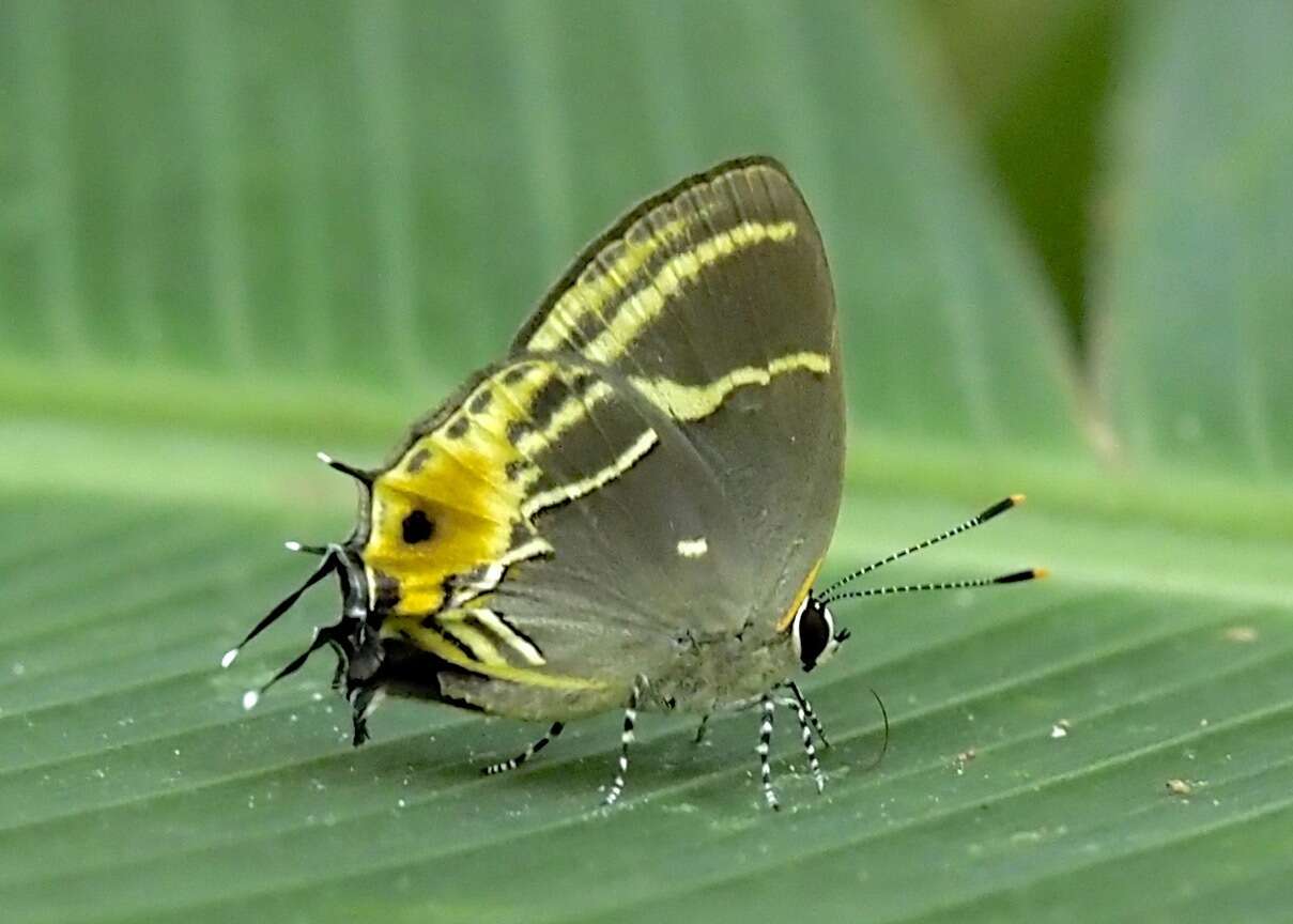 Image of Terenthina terentia