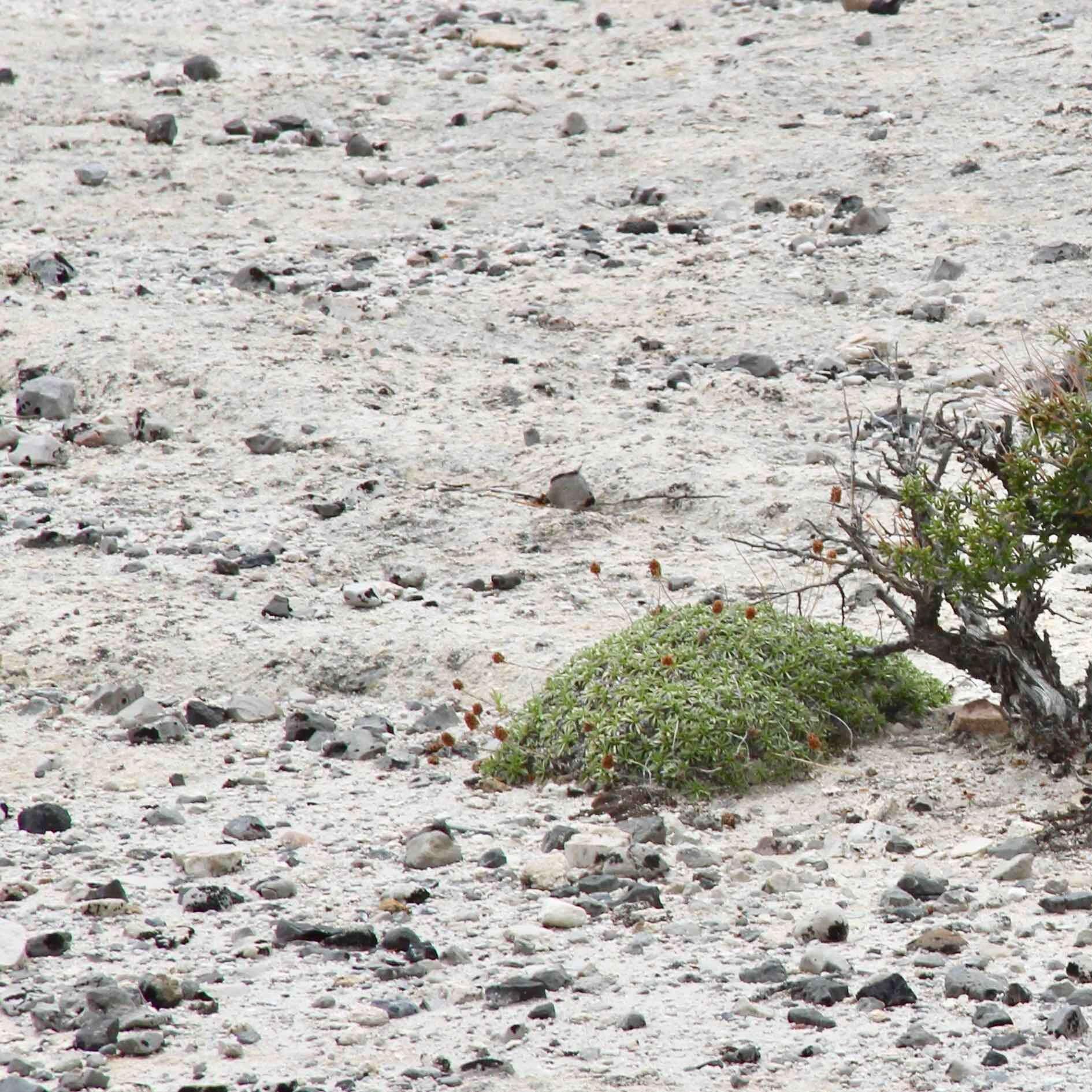 Image of mat rockspirea