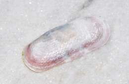 Image of rosy razor clam