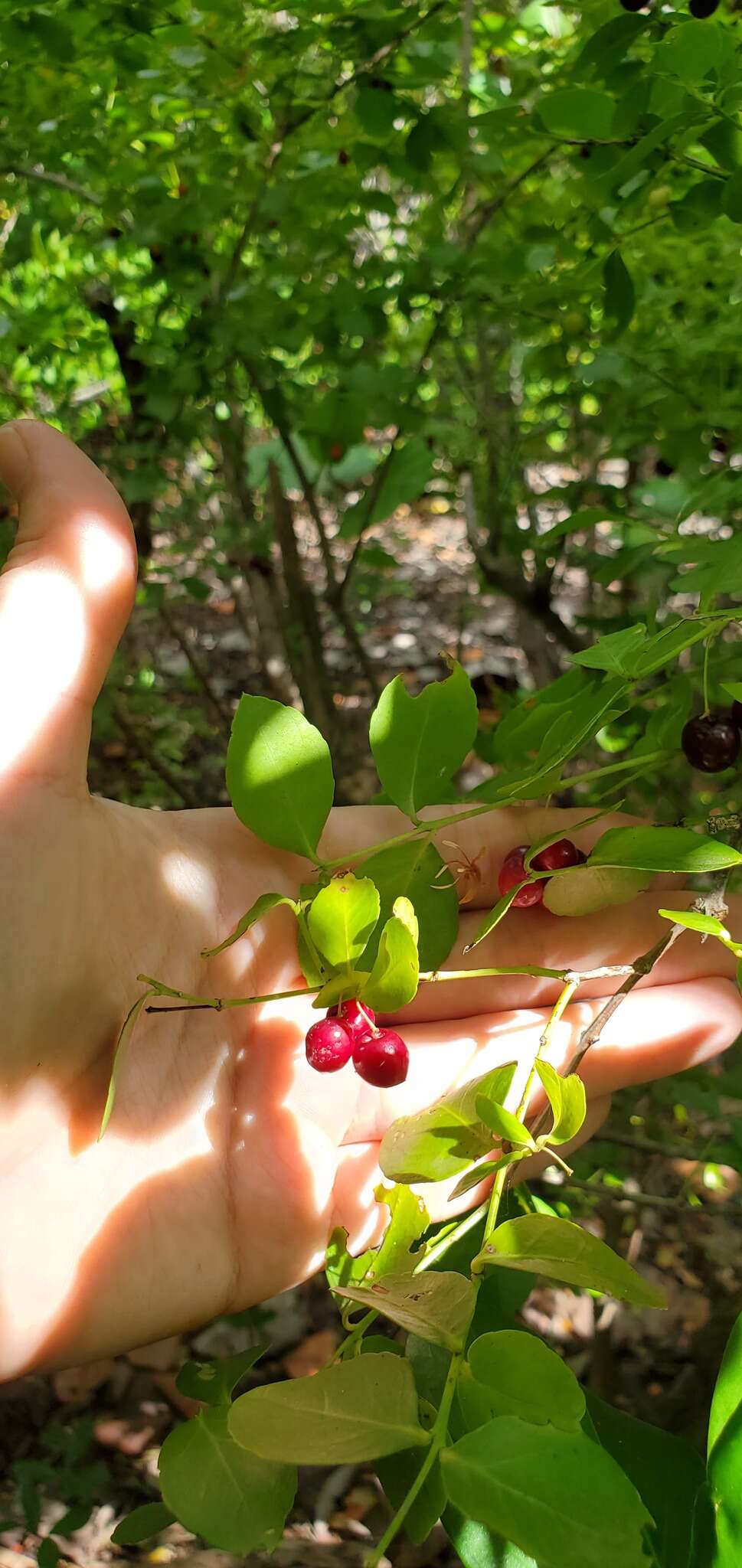 Image of maidenberry