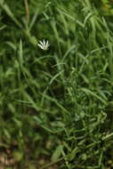 Image of marsh stitchwort