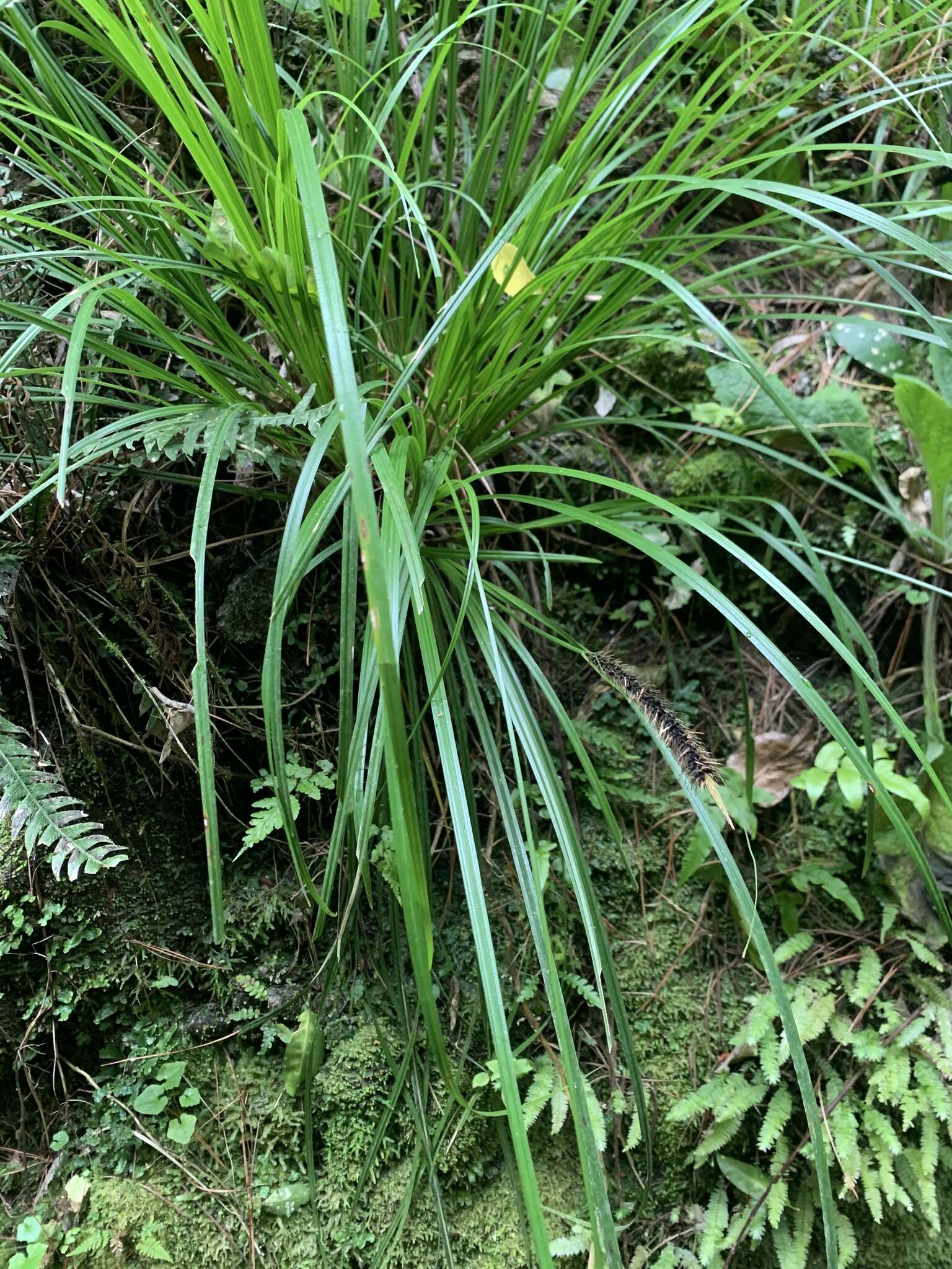 Image of Carex corynoidea K. A. Ford