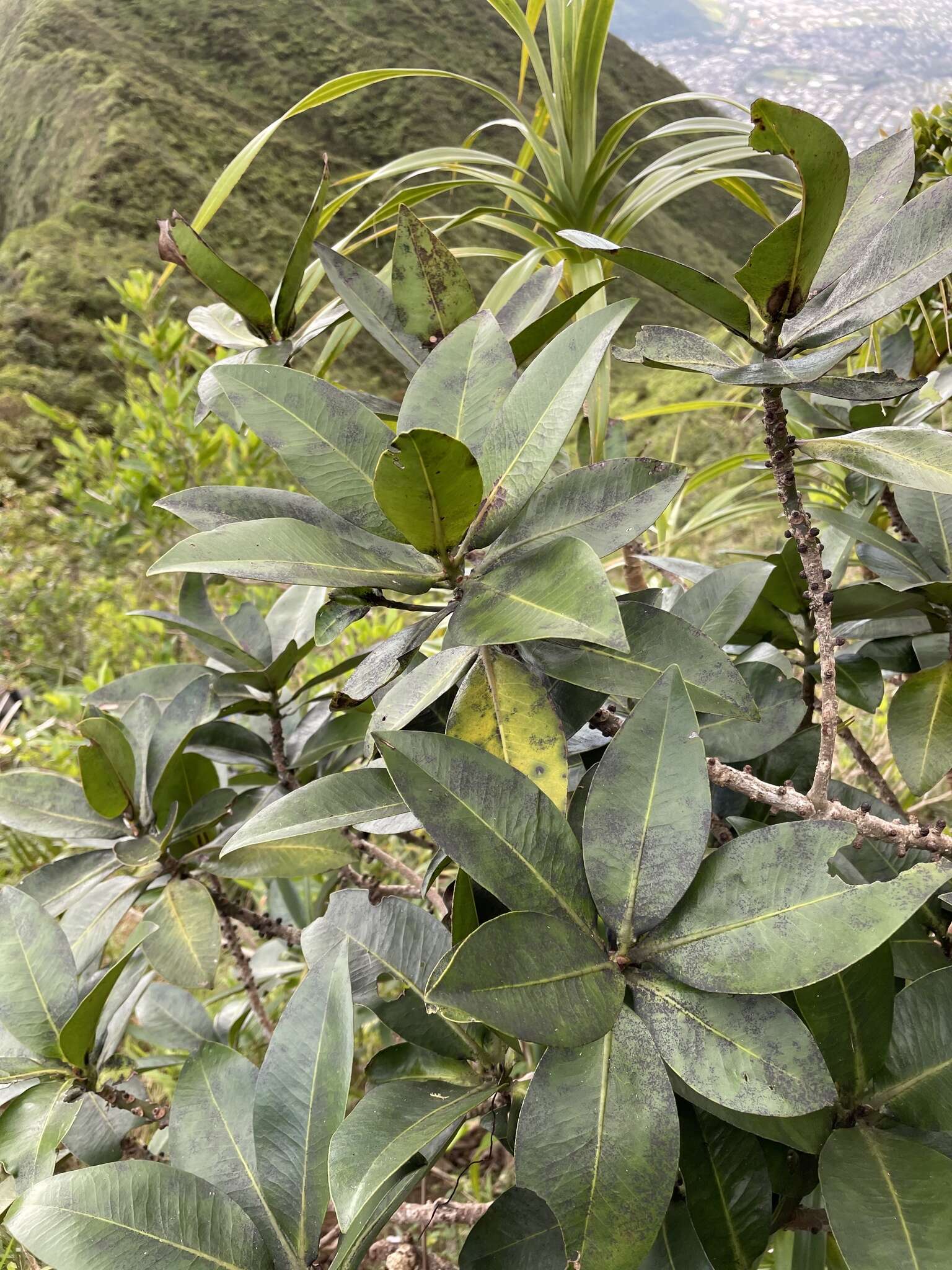 Image of Molokai colicwood