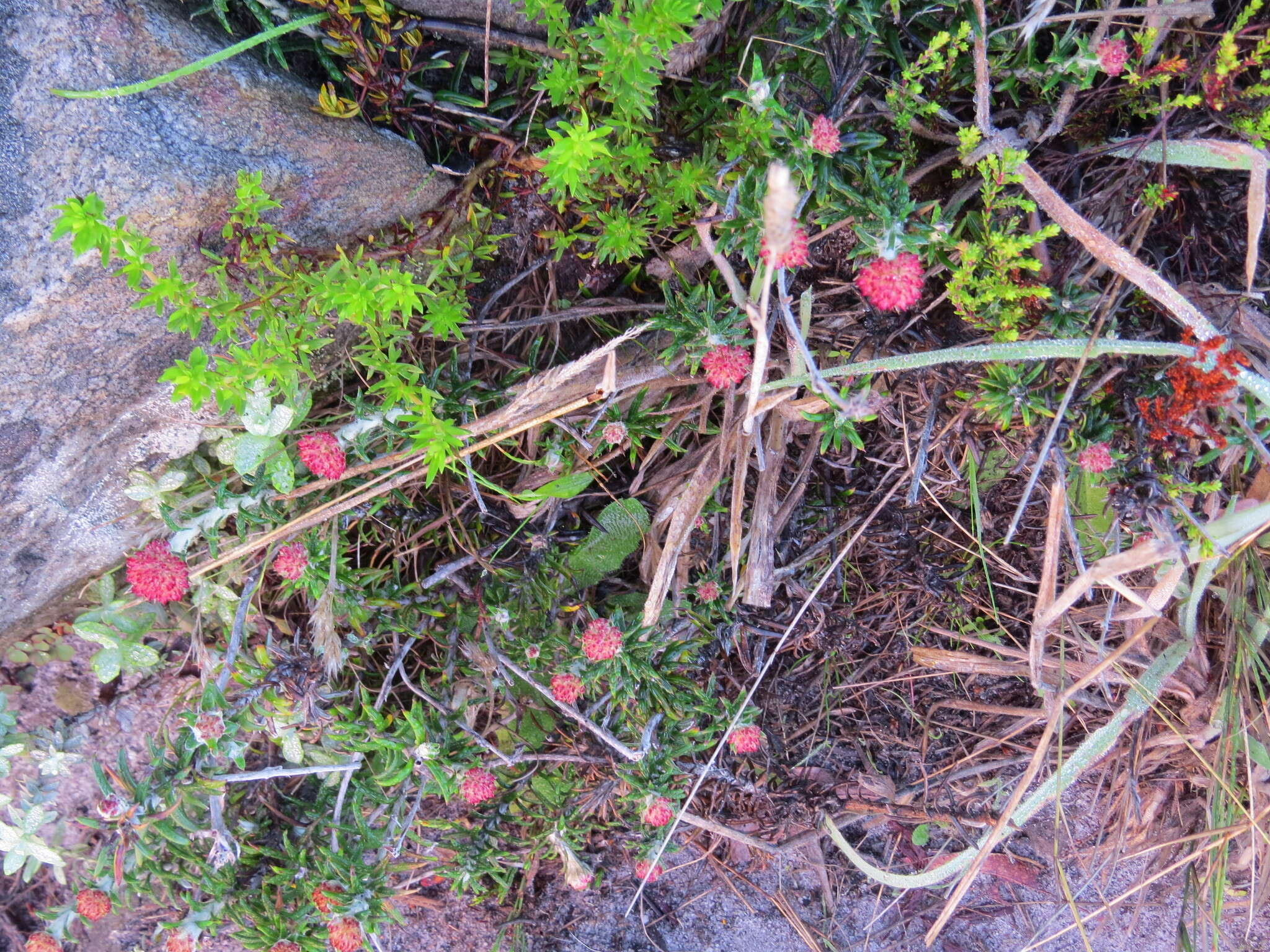 Image of Anaxeton arborescens (L.) Less.