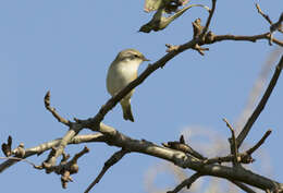 Image of Common Chiffchaff