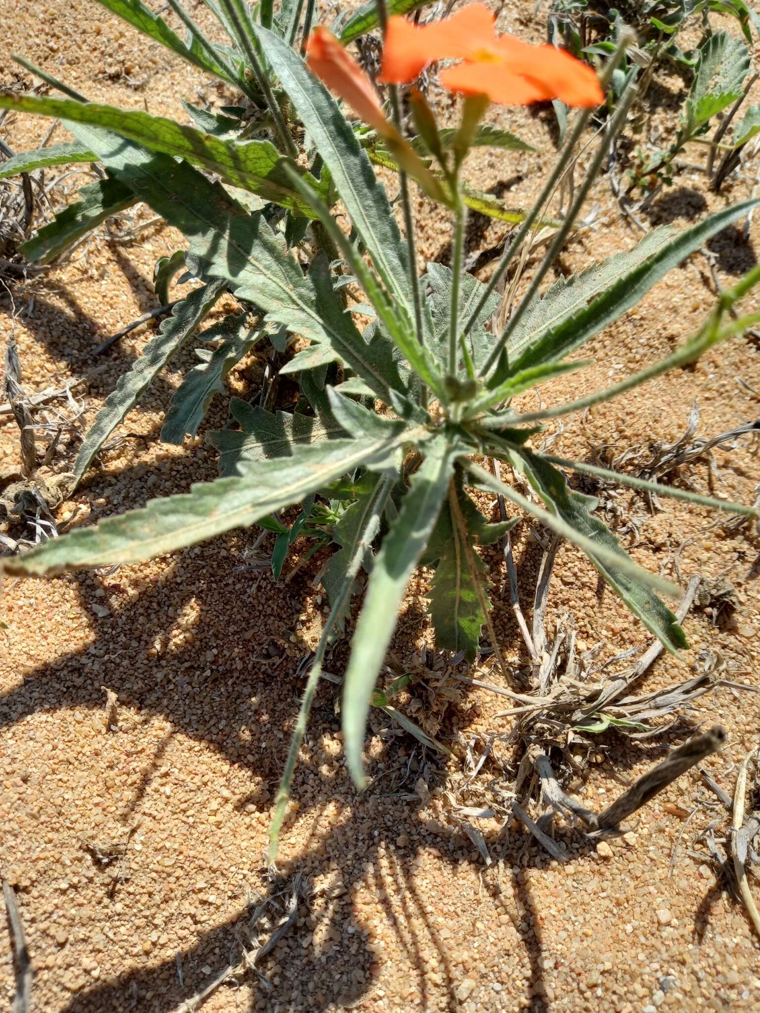 Tricliceras longepedunculatum (Mast.) R. B. Fernandes resmi