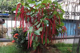 Imagem de Acalypha hispida Burm. fil.