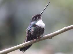 Image of Collared Inca