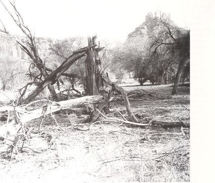 Image of Trapelus