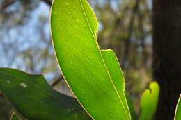 Image of Acacia falciformis DC.