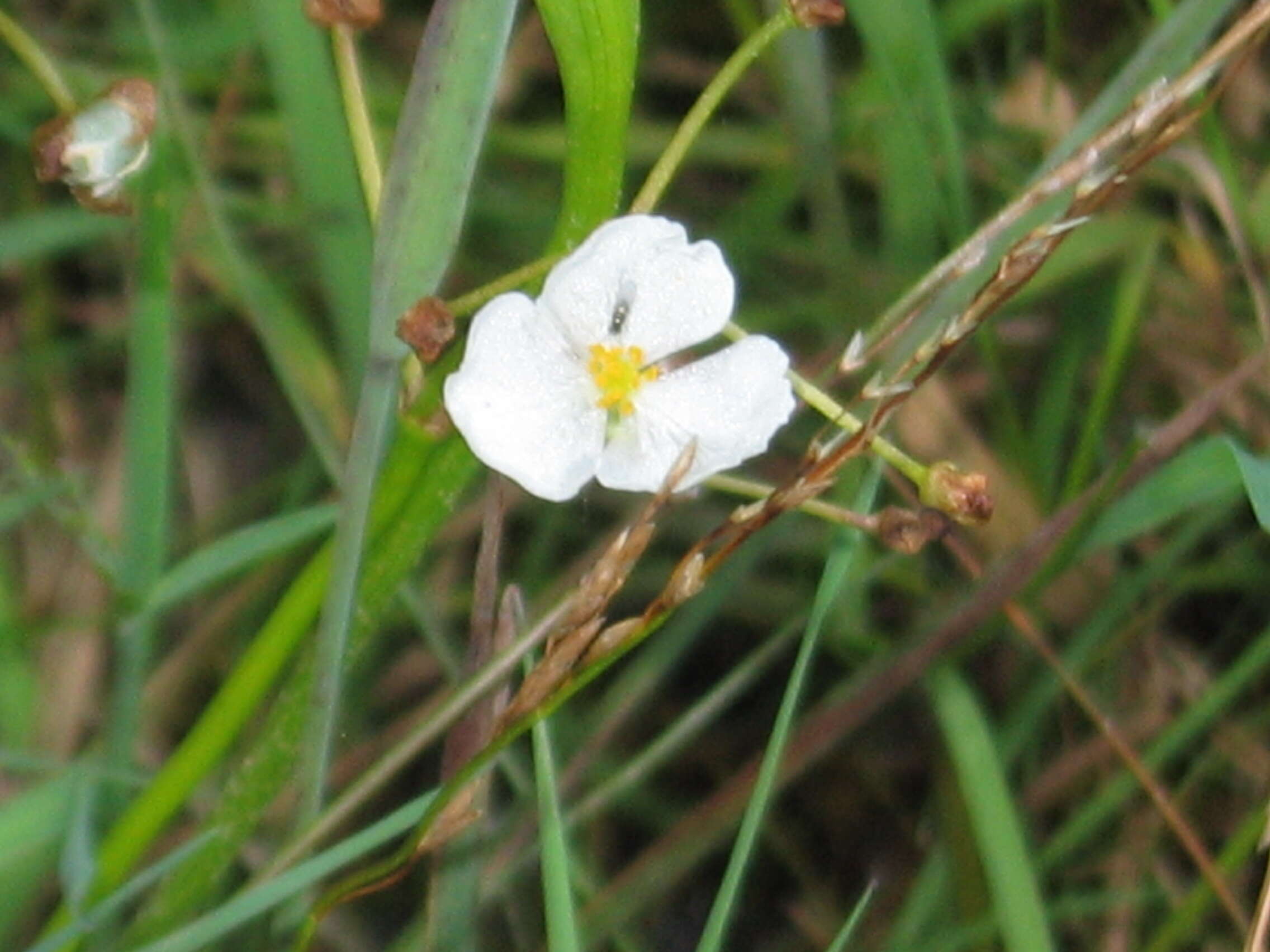 Image of grassy arrowhead