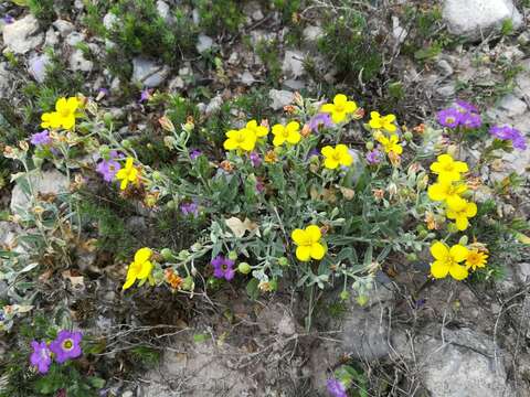 Image of Fendler's bladderpod