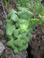 Image of Aeonium canariense subsp. latifolium (Burchard) Bañares