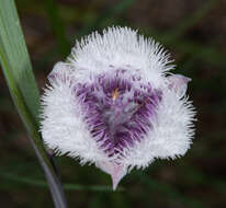 Imagem de Calochortus coeruleus (Kellogg) S. Watson