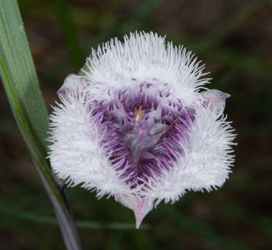 Image de Calochortus coeruleus (Kellogg) S. Watson