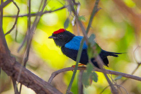 Image of Lance-tailed Manakin