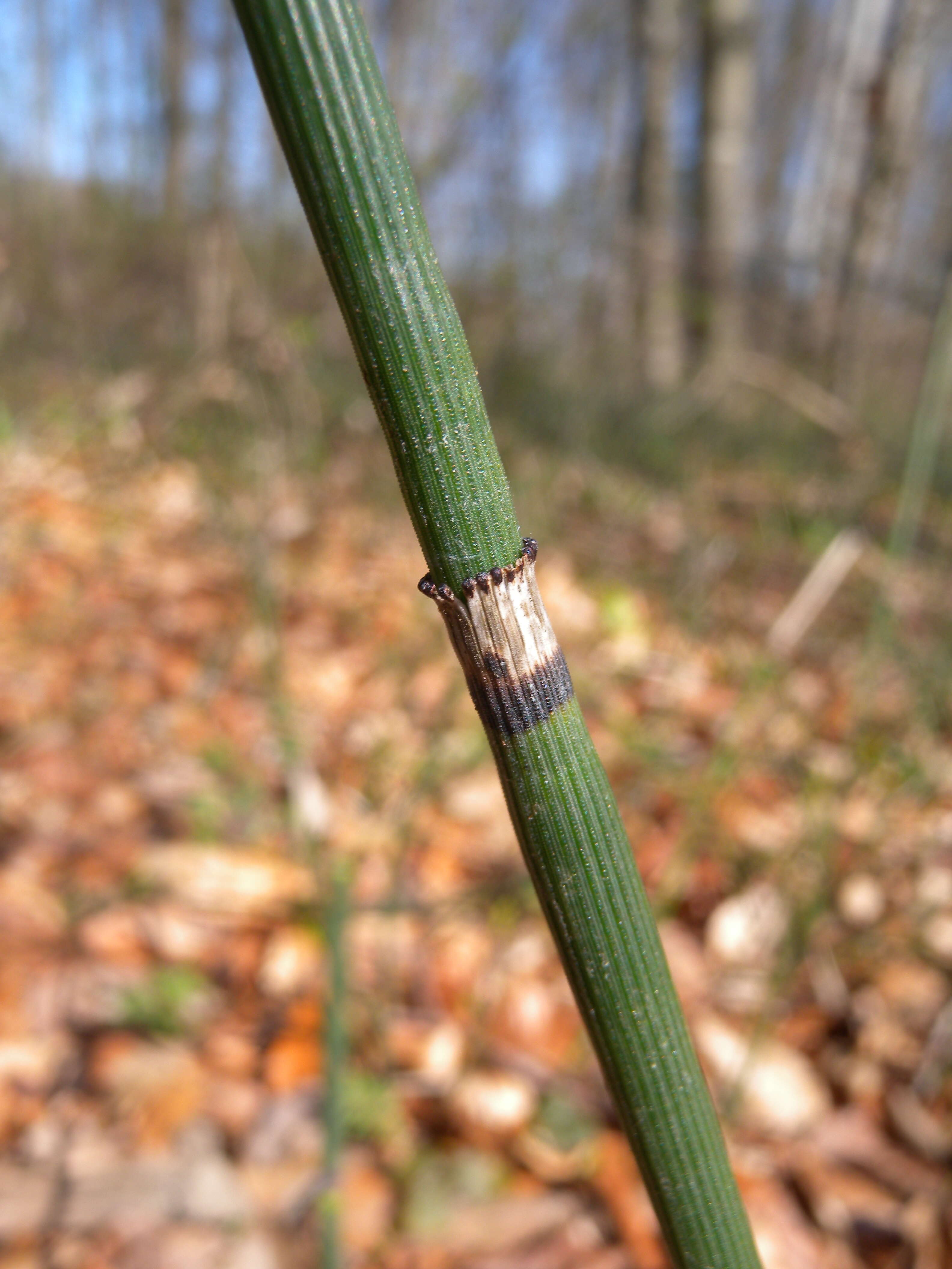 Image of Common Scouring-Rush