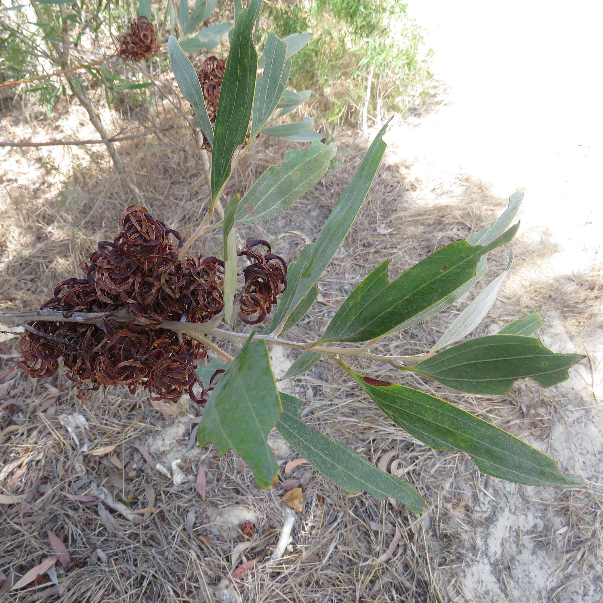 Слика од Acacia holosericea A. Cunn. ex G. Don