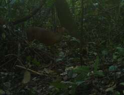 Image of Central American Red Brocket Deer