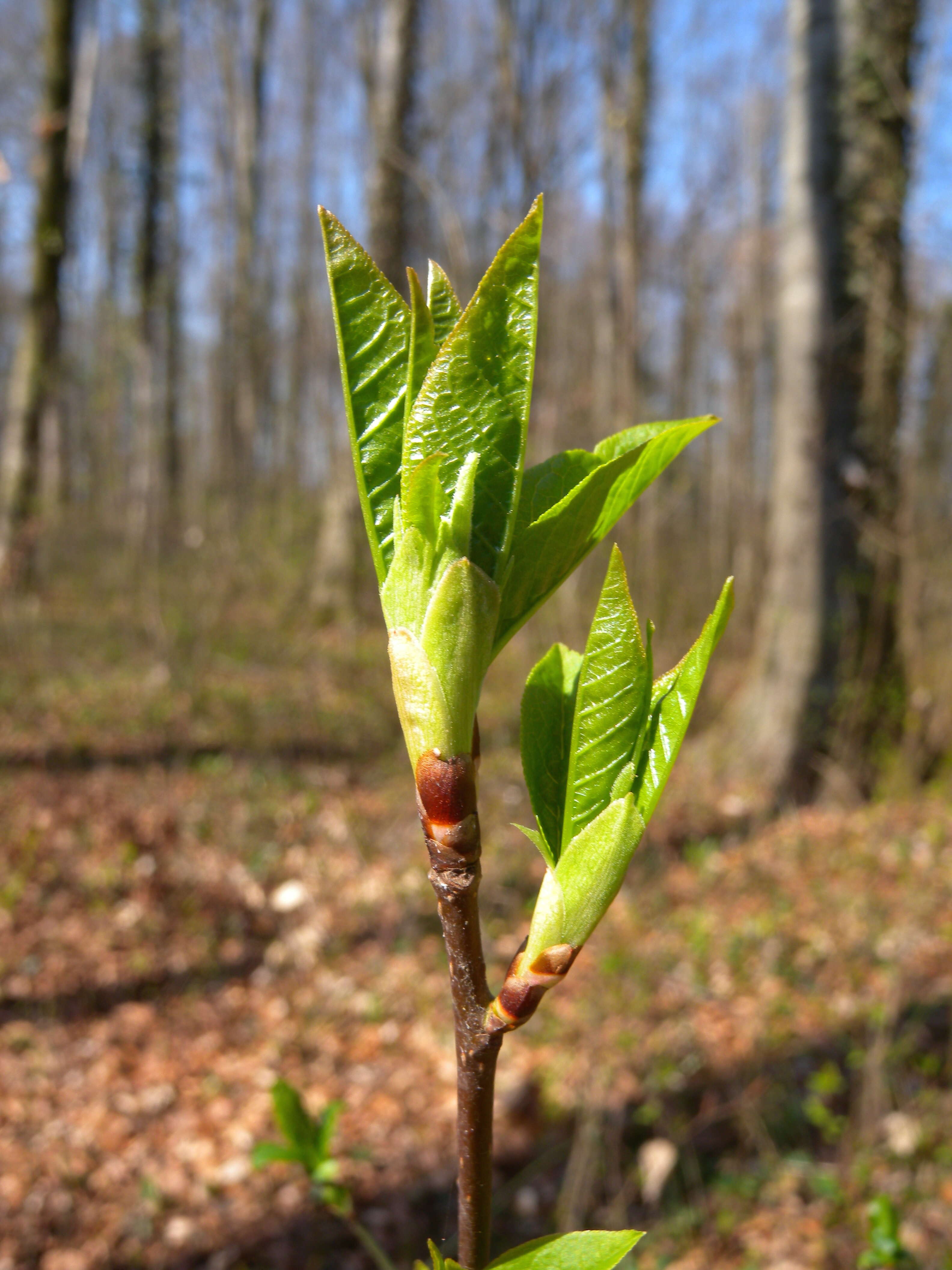 Image of Bird Cherry