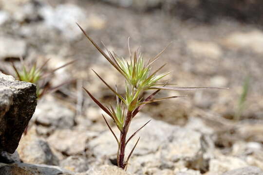 Image of Minuartia montana L.