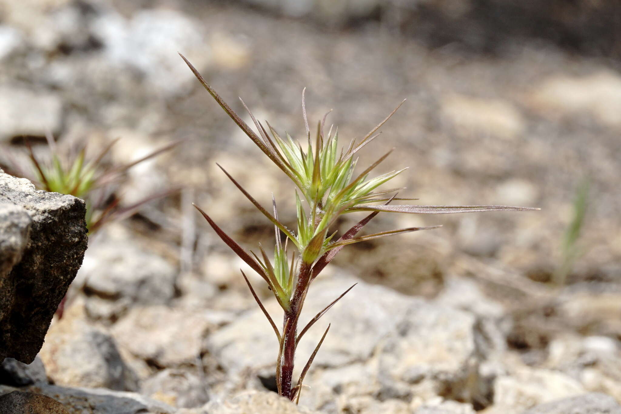 Image of Minuartia montana subsp. wiesneri (Stapf) Mc Neill