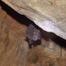 Image of Beddome's Horseshoe Bat