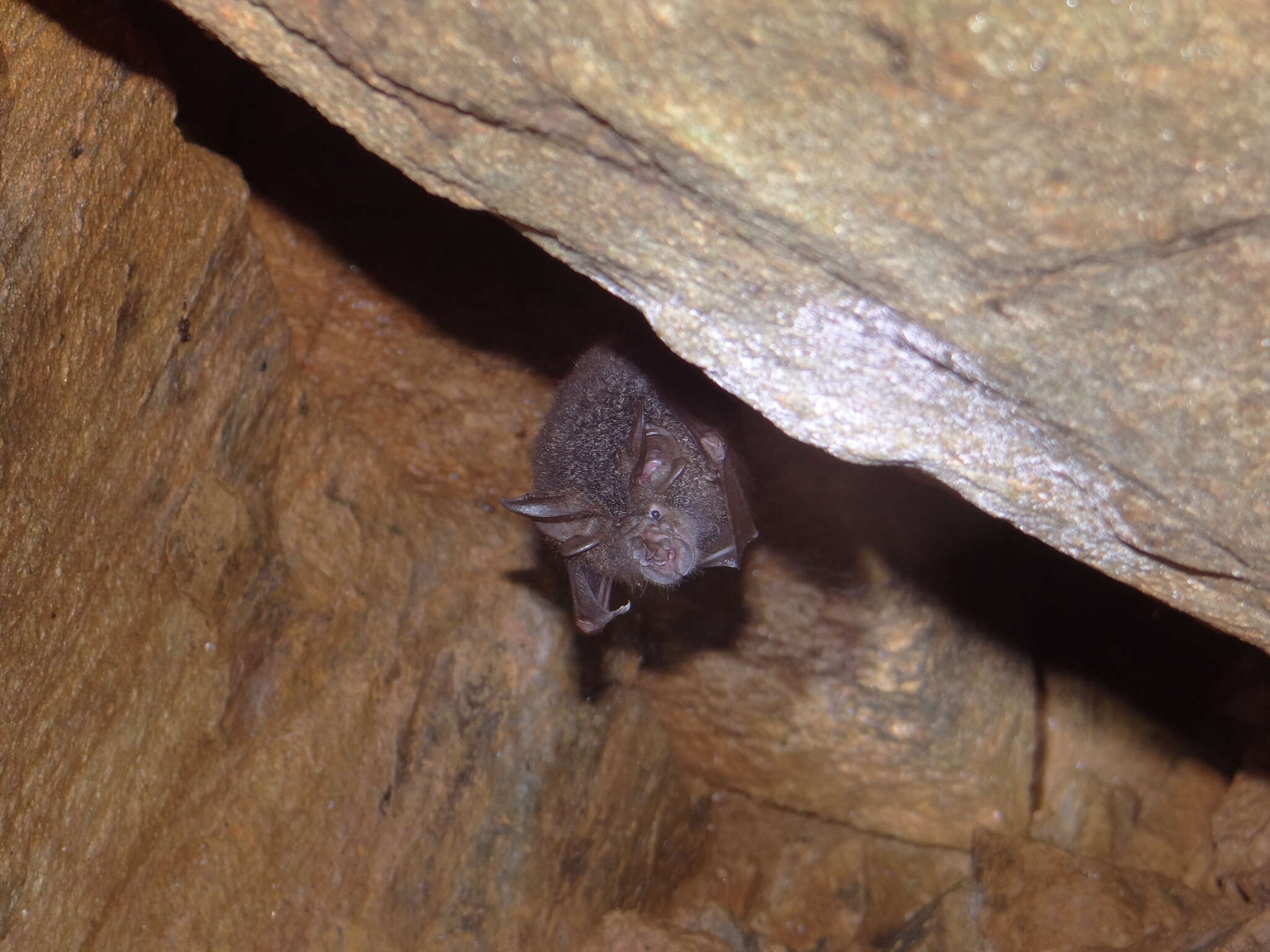 Image of Beddome's Horseshoe Bat
