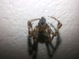 Image of Garden spider